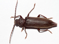 Arhopalus rusticus